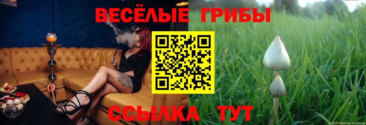 Галлюциногенные грибы GOLDEN TEACHER  Скопин  Галлюциногенные грибы Psilocybine cubensis 